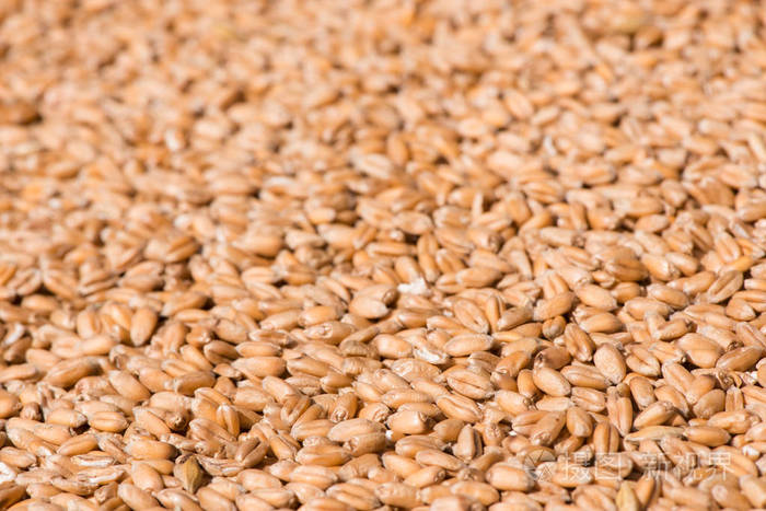 小麦谷物的储存。 一堆麦粒。 小麦收获
