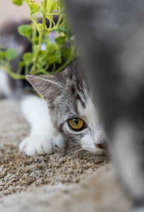 可爱的可爱的小猫，美丽的黄色眼睛，白色的沙子，花园户外