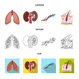 人体和人体图标的矢量图示。网络身体和医疗股票符号的收集