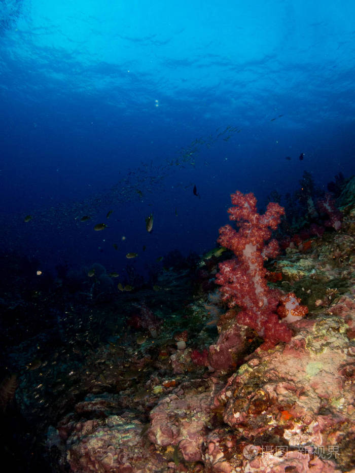 带珊瑚和宏观的科斯塔布拉娃的蓝色海洋背景