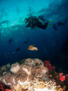 带珊瑚和宏观的科斯塔布拉娃的蓝色海洋背景