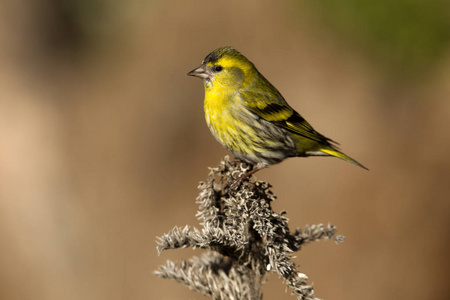 欧亚Siskin。 卡杜利斯斯皮纳斯