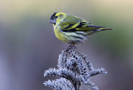 欧亚Siskin。 卡杜利斯斯皮纳斯