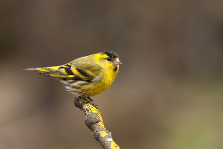 欧亚Siskin。 卡杜利斯斯皮纳斯