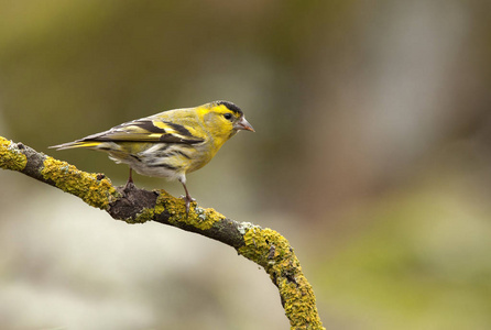 欧亚Siskin。 卡杜利斯斯皮纳斯