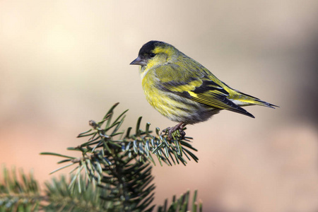 欧亚Siskin。 卡杜利斯斯皮纳斯