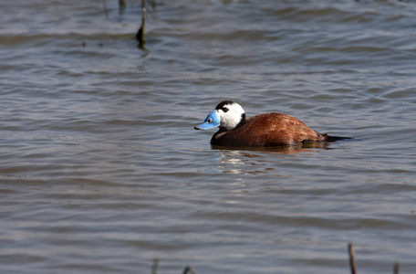 白头鸭. 奥库拉·莱科塞帕拉照片
