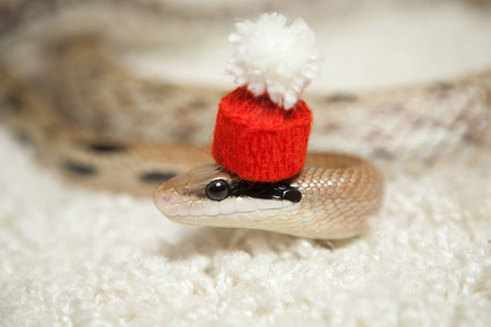 在红色圣诞帽子上的 elaphe taeniura 蛇
