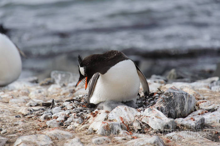 企鹅的雏鸟张开嘴