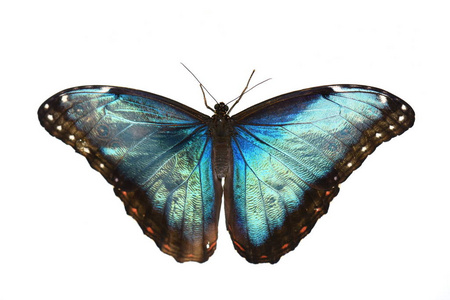 蝴蝶时钟色图片-蝴蝶时钟色素材-蝴蝶时钟色插画-摄图新视界