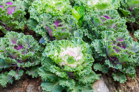 种植甘蓝在种植园生长