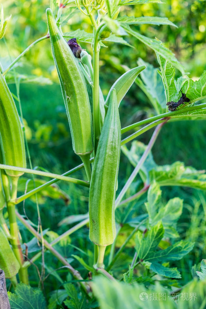 奥克拉拉迪斯手指甘博胶波弯曲绿色草本植物在茎上