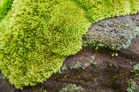 热带雨林中的石岩上生长着美丽的苔藓植物绿色的苔藓，长满青草的苔藓