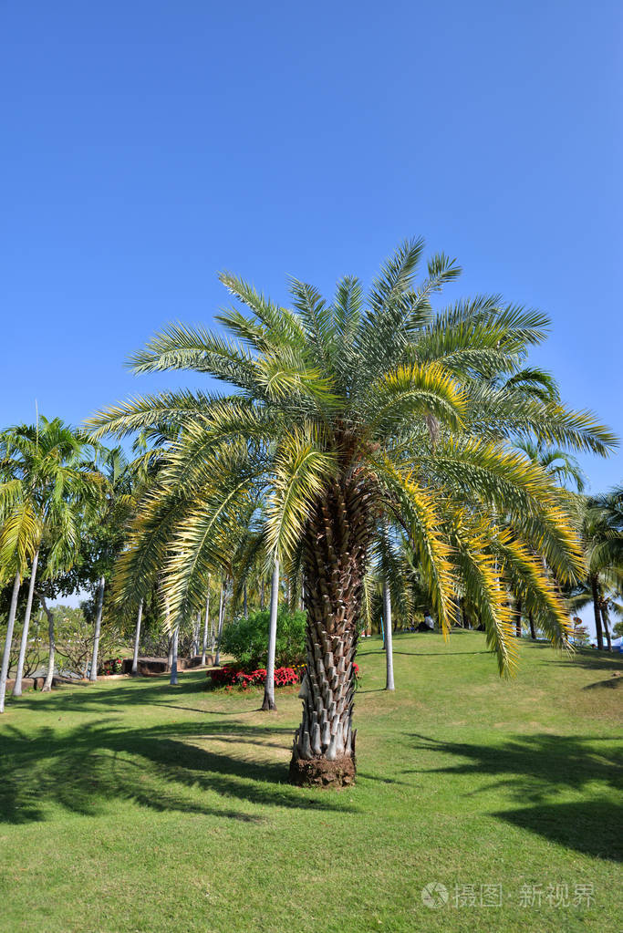 公园里的棕榈树花园美丽的棕榈园和蓝天背景上的热带花卉植物枣棕榈树