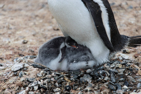 s chicks in nest