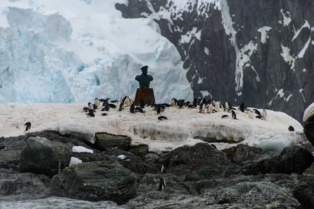 企鹅在自然栖息地
