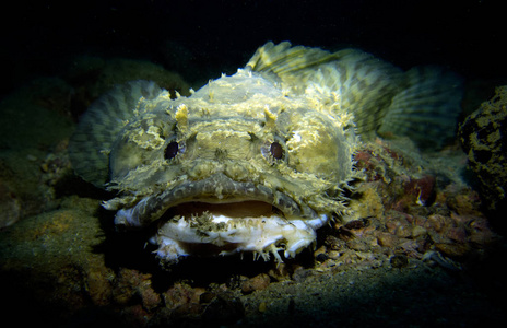 蟾蜍,鱼.泰国湾,芭堤雅.摄影图