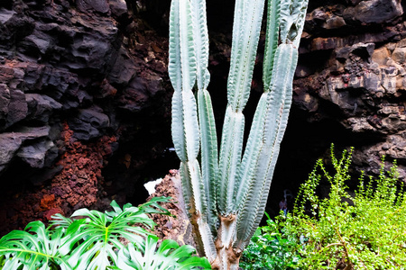 西班牙加那利群岛兰萨罗特的 jameos del agua 花园中的仙人掌和热带植物