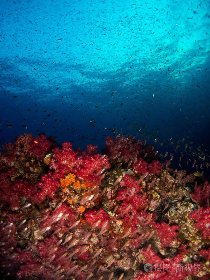 带珊瑚和宏观的科斯塔布拉娃的蓝色海洋背景