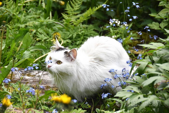 白长毛猫坐在花田里