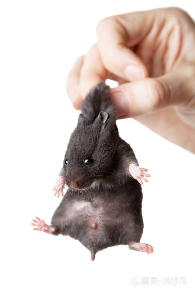 仓鼠在手仓鼠拿着擦边球