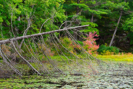 在森林里用睡莲垫倒在池塘里的死树