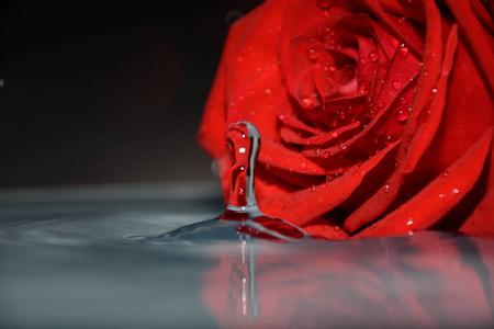 红玫瑰在干净的水中