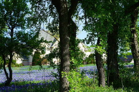 德克萨斯州埃尼斯附近有一片蓝红雀野花的大乡村家园