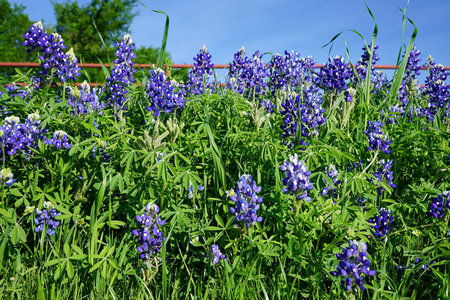 在春天的时候，近距离观看德州蓝花野花