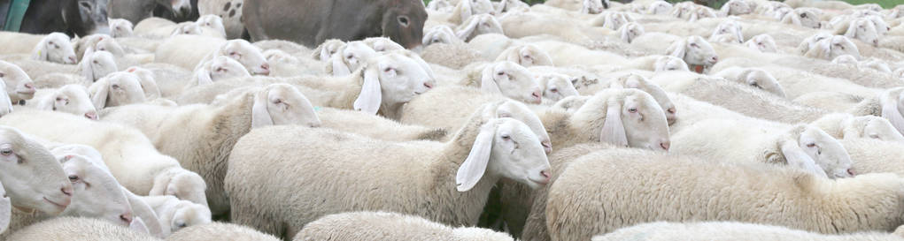 许多羊有厚厚的羊毛和一些驴