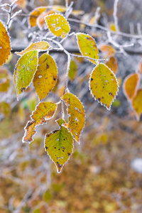 在一个朦胧的秋天早晨，霜冻覆盖了树枝上的叶子。