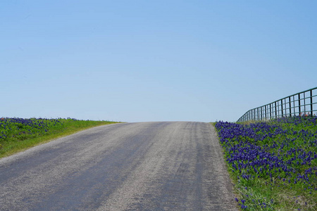 从德克萨斯州一条偏僻的乡村道路上俯瞰，春天的时候，蓝褐色的野花盛开