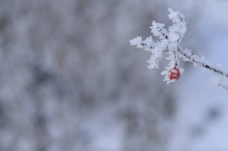 浆果红黑色的叶子和雪下的树枝。请记住2018年。