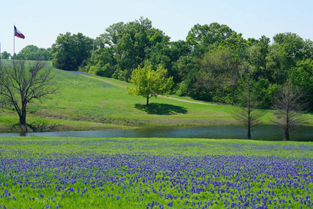 乡村的河流，在春天的季节里盛开着德克萨斯蓝红雀野花