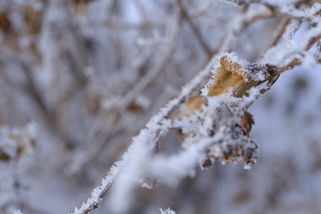 浆果红黑色的叶子和雪下的树枝。请记住2018年。