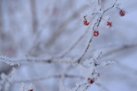 浆果红黑色的叶子和雪下的树枝。请记住2018年。