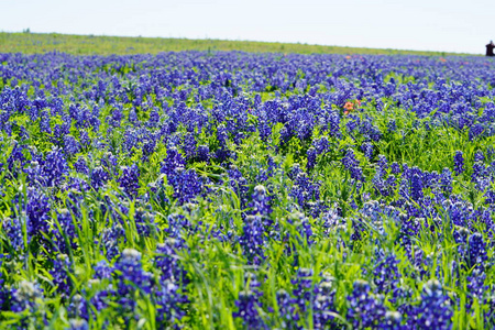 在春天的时候，近距离观看德州蓝花野花
