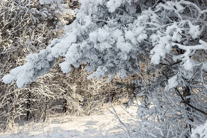 冬季景观. 白雪皑皑的大自然. 白雪覆盖的森林. 圣诞节的天气.
