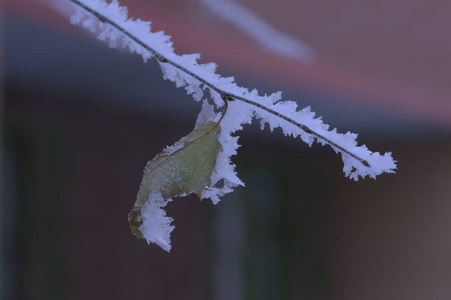 浆果红黑色的叶子和雪下的树枝。请记住2018年。