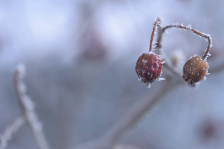 浆果红黑色的叶子和雪下的树枝。请记住2018年。