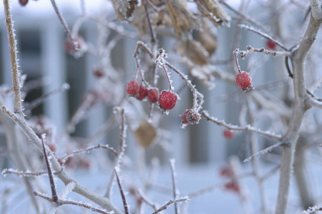 浆果红黑色的叶子和雪下的树枝。请记住2018年。