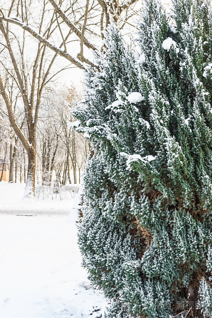 冬季景观。 白雪皑皑的大自然。 白雪覆盖的森林。 圣诞节的天气。