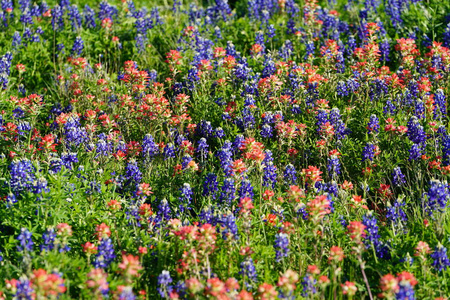 在春天看到一片草地，里面混合着伊尼丹画笔和蓝褐色的花。