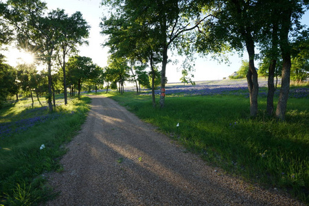 小路穿过蓝色的花丛，春天在德克萨斯州恩尼斯附近