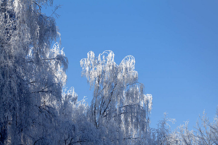 晴天蓝天背景上有霜花的树枝