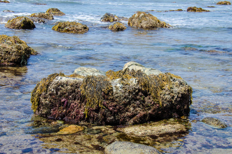 位于圣地亚哥的卡布里洛潮汐池，太平洋沿岸的海藻和岩石