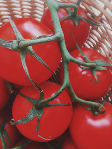 成熟的西红柿有机蔬菜和健康的饮食风格概念优雅的视觉。