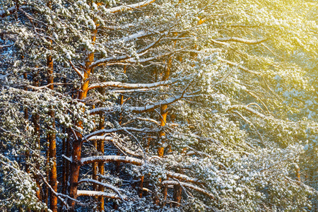 特写冬季积雪的松树林