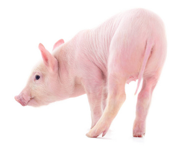 白色背景上孤立的粉红色小猪。