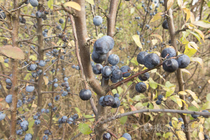 秋日不同灌木枝上黑棘成熟果实